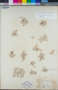 Eriophyllum pringlei image