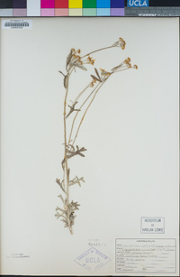 Eriophyllum confertiflorum var. confertiflorum image