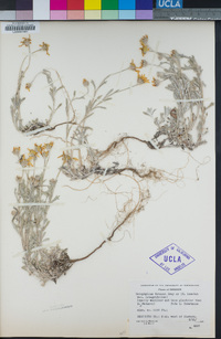 Eriophyllum lanatum var. leucophyllum image