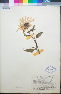 Helianthus annuus image