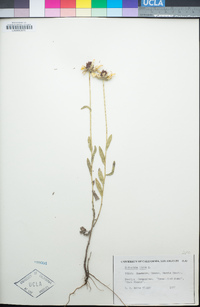 Rudbeckia hirta image