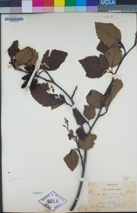 Alnus rubra image