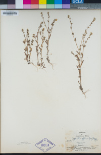 Cryptantha affinis image