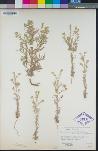 Cryptantha fendleri image