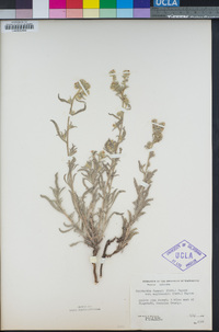 Oreocarya suffruticosa var. setosa image