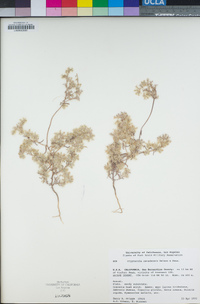 Cryptantha nevadensis image