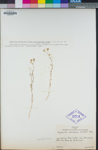 Cryptantha pterocarya var. purpusii image