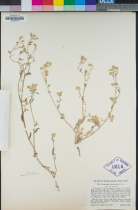 Cryptantha recurvata image