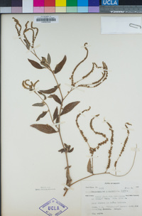 Heliotropium rufipilum image