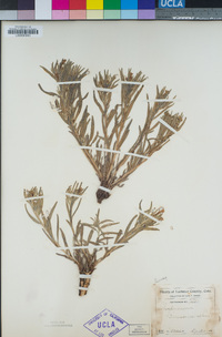 Lithospermum canescens image