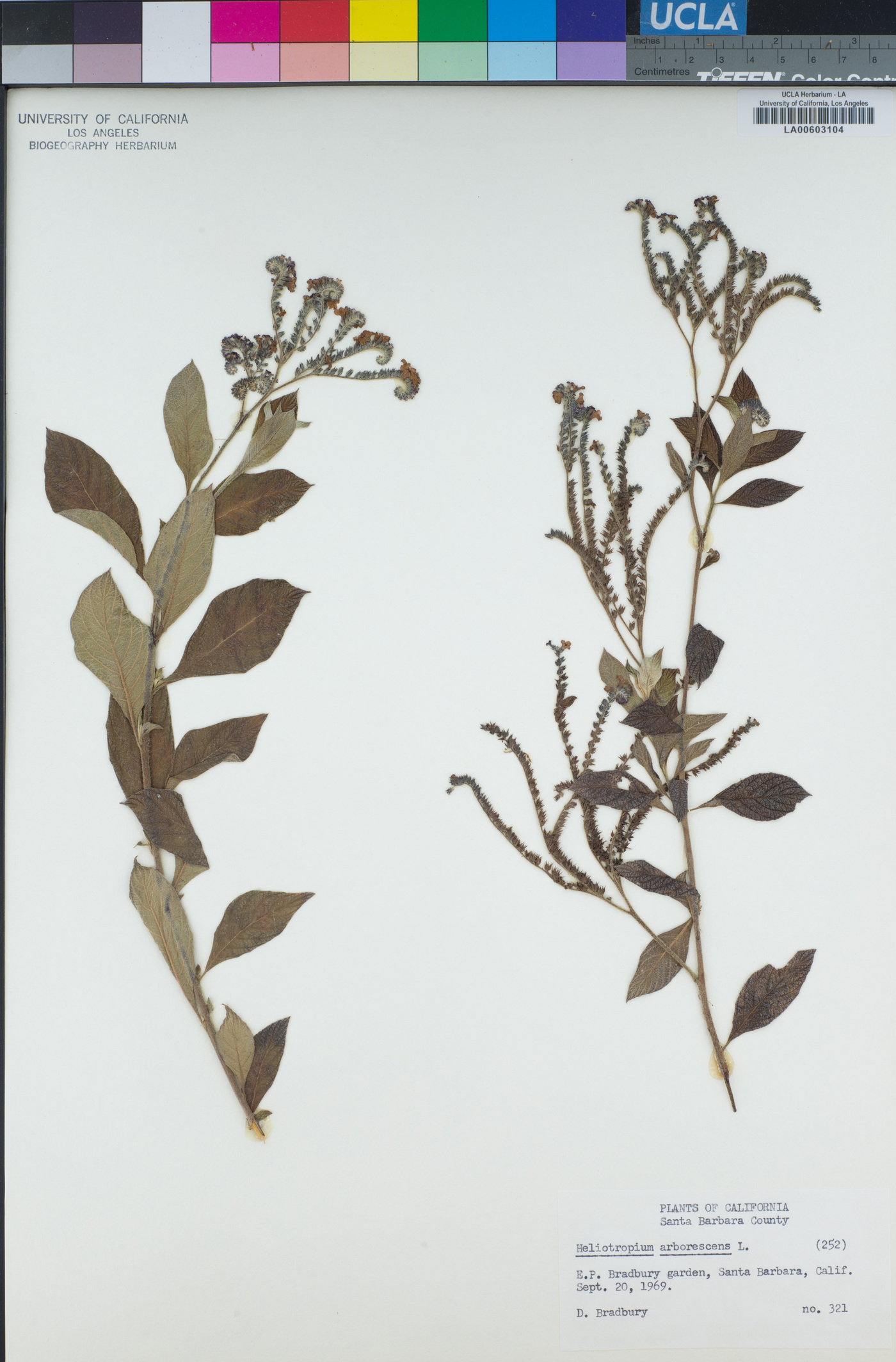 Heliotropium arborescens image