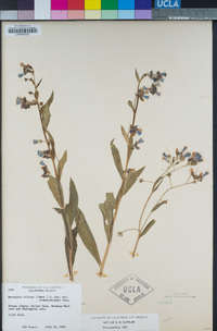 Mertensia ciliata var. stomatechoides image