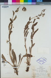 Mertensia ciliata image