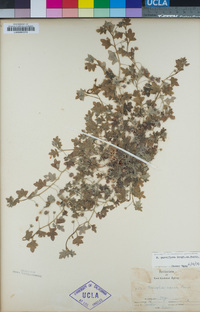 Nemophila parviflora image