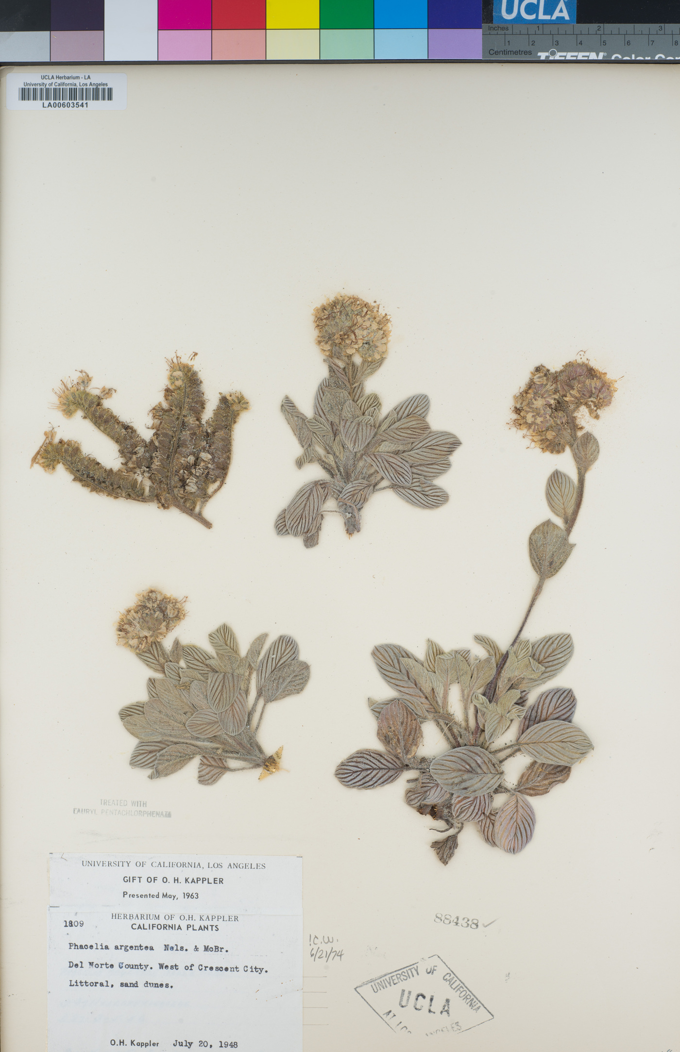 Phacelia argentea image