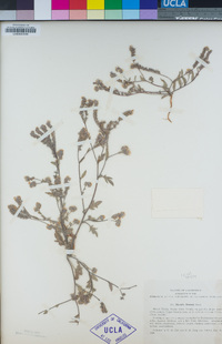 Phacelia breweri image