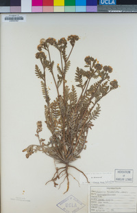 Phacelia brachyloba image