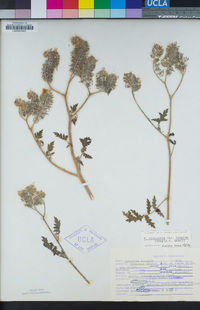 Phacelia cicutaria image