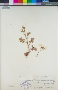 Phacelia crenulata image