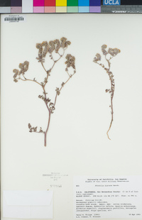 Phacelia distans image