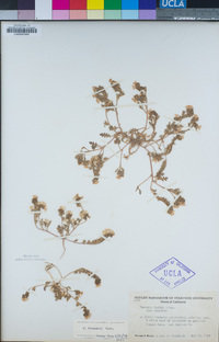 Phacelia fremontii image