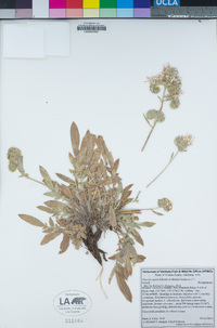 Phacelia egena image