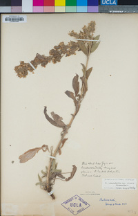 Phacelia heterophylla subsp. heterophylla image