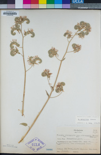 Phacelia mutabilis image