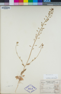 Draba platycarpa image