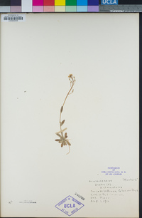 Draba stenoloba image