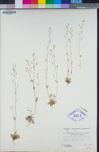 Draba albertina image