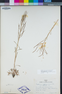 Erysimum perenne image