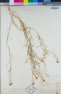 Lepidium alyssoides image