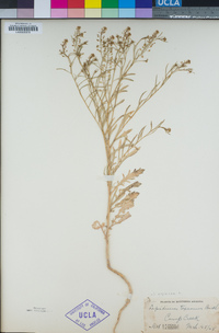 Lepidium virginicum image