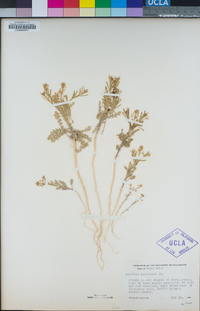 Lepidium virginicum subsp. menziesii image