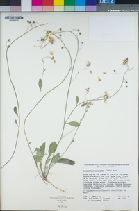 Physaria purpurea image