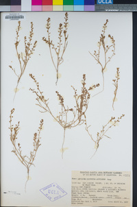 Lepidium acutidens image