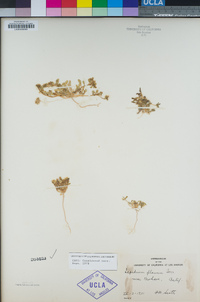 Lepidium fremontii image