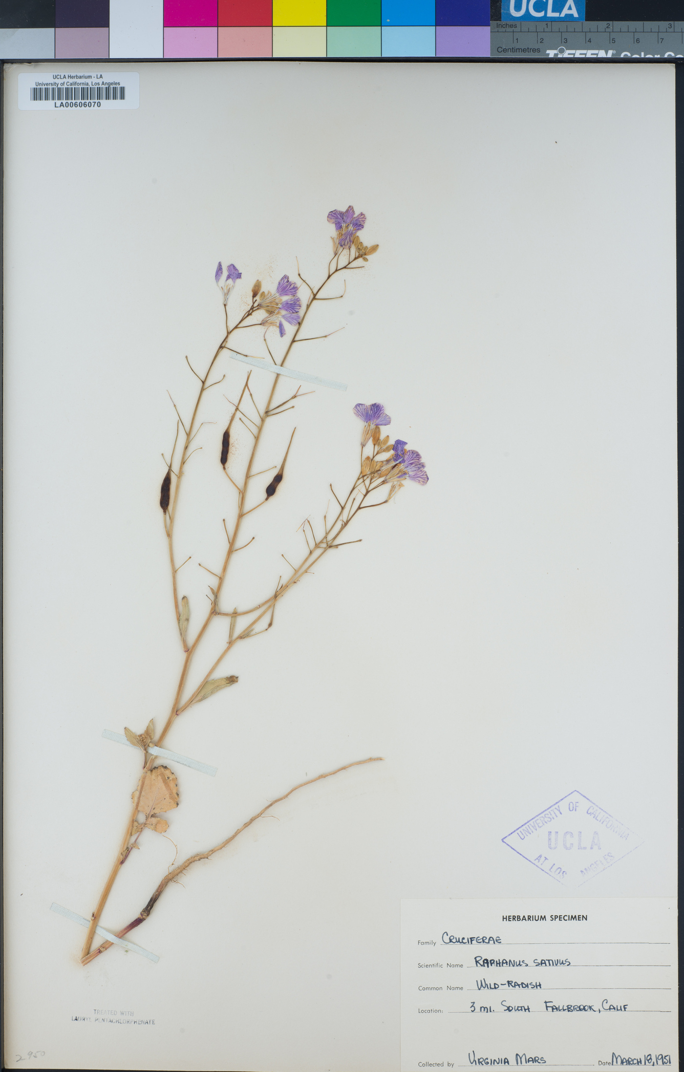 Raphanus sativus image