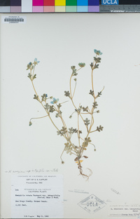 Nemophila menziesii var. integrifolia image