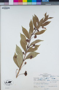 Lonicera involucrata var. ledebourii image