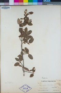 Shepherdia canadensis image