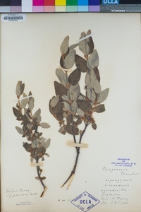 Shepherdia canadensis image