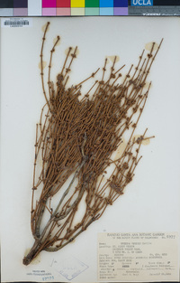 Ephedra viridis image