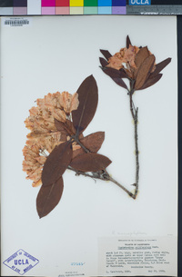 Rhododendron macrophyllum image