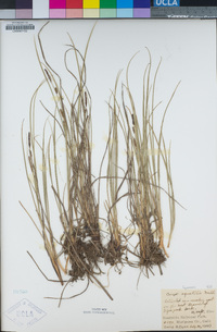 Carex aquatilis image