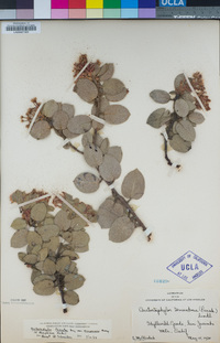 Arctostaphylos pringlei subsp. drupacea image