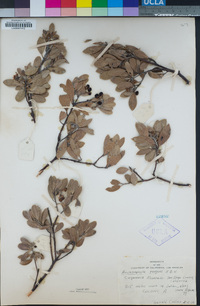 Arctostaphylos pungens image