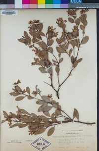 Arctostaphylos stanfordiana image