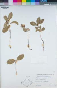 Gaultheria procumbens image